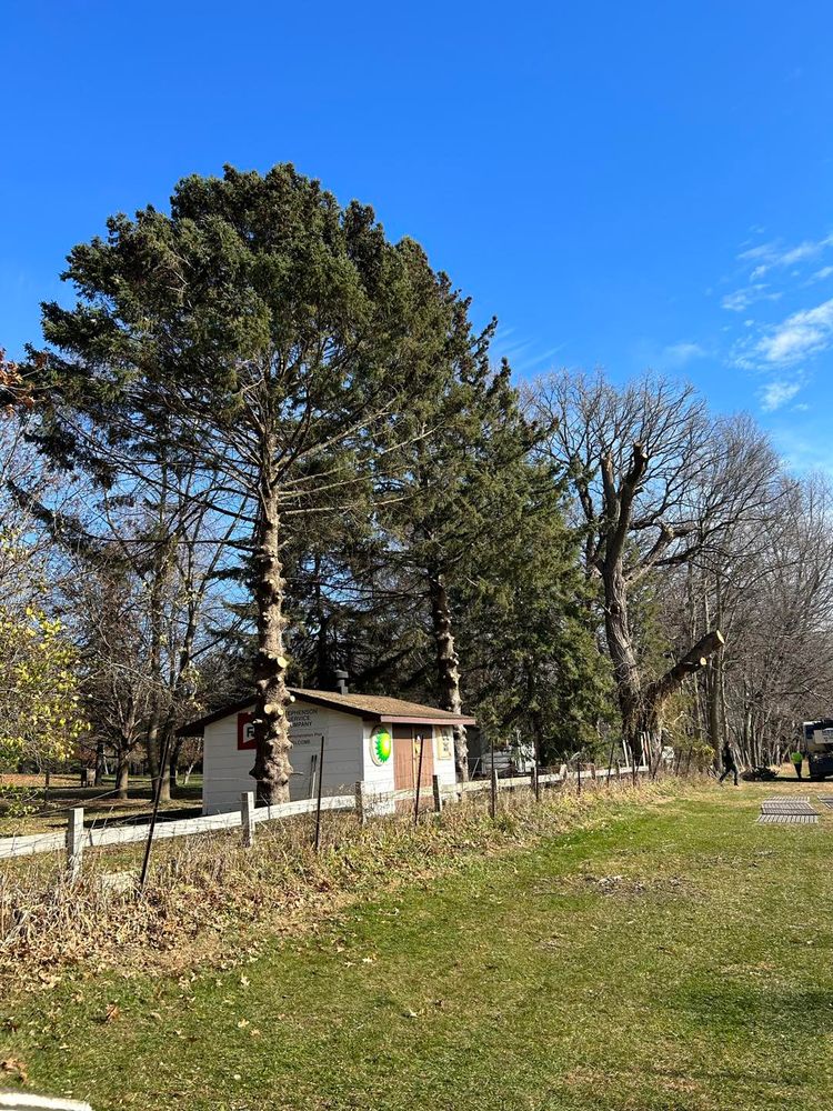 Tree Removal for Fransen's Tree Service  in Freeport, IL