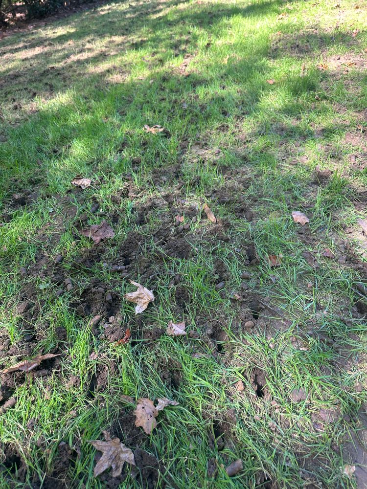 All Photos for Pecina Pine Needles in Monroe, NC