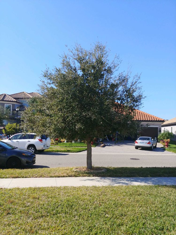 All Photos for TREE BOYS in Ruskin, FL