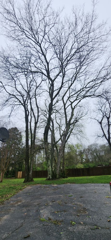 All Photos for Tree Fellers in Sumner County, TN