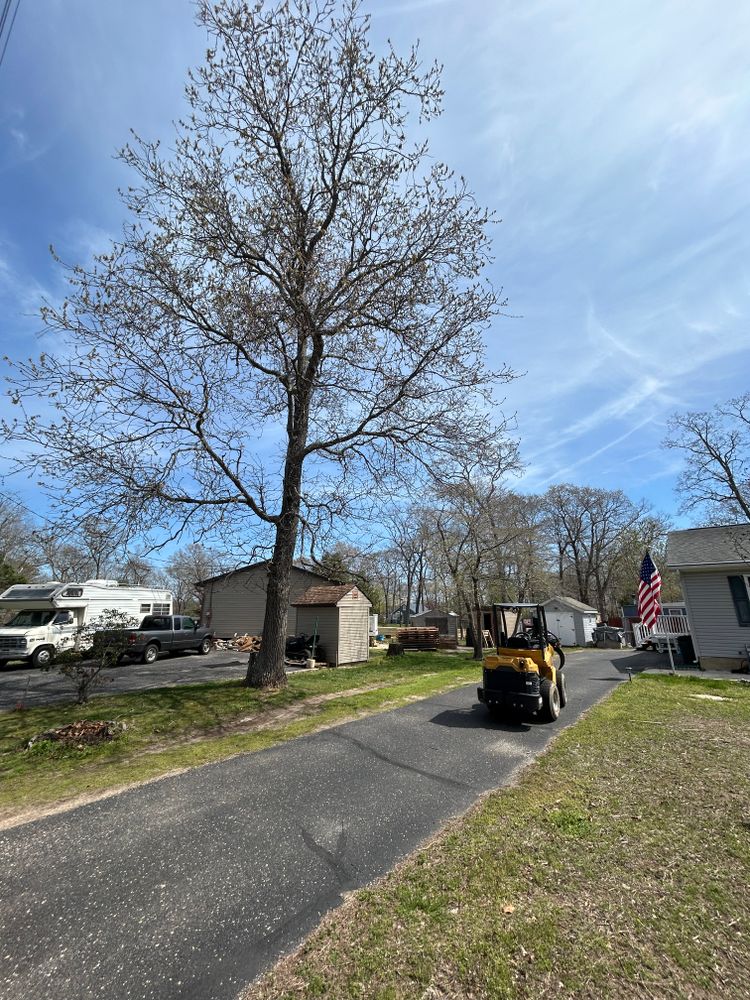 All Photos for Hingewood Tree Service in Salem, NJ