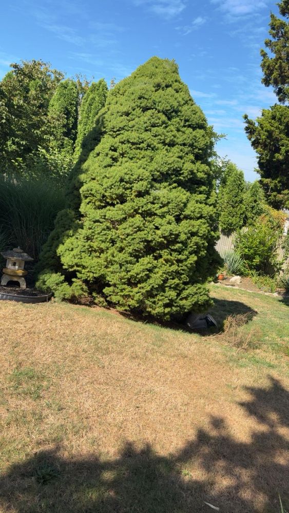 Our Tree Services keep your property safe, healthy, and beautiful with expert trimming, pruning, removal, and cleanup. We improve curb appeal while protecting your landscape from hazards and overgrowth. for Kingston Lawn Care in Providence, RI