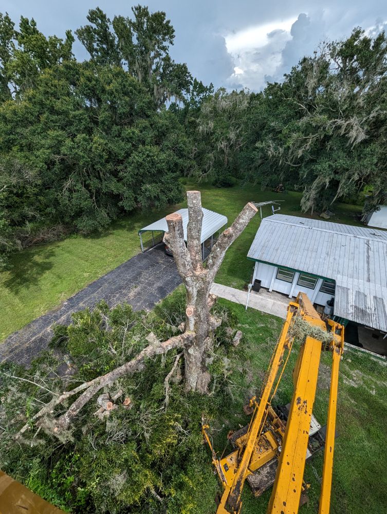 All Photos for Regal Tree Service and Stump Grinding in Wauchula, FL