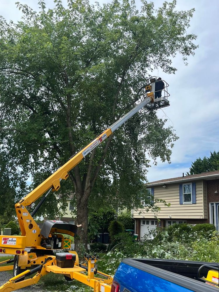 Tree Removal for Scott’s Tree Service, LLC in Winchester, VA