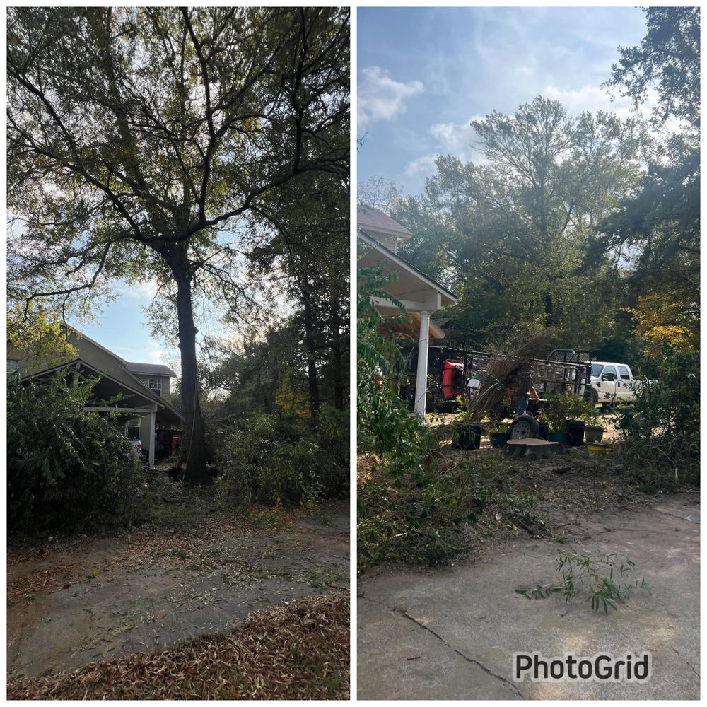 Tree Removal for Best Price Tree Service in Hallsville, TX