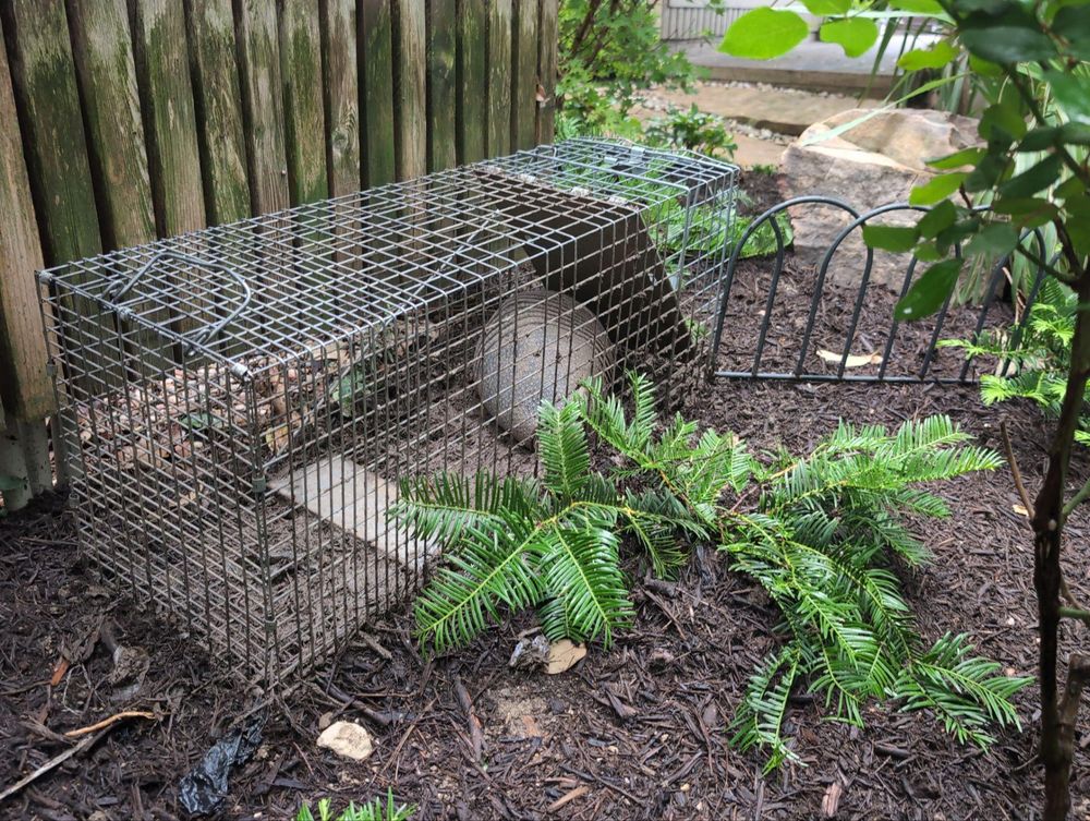All Photos for Topper's Wildlife Removal in Garland, TX