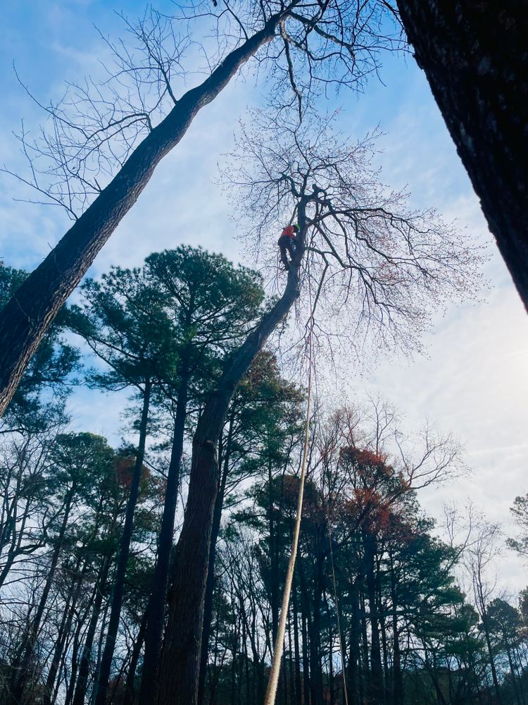 Tree Removal for Ace Tree Service  in Fuquay-Varina, NC