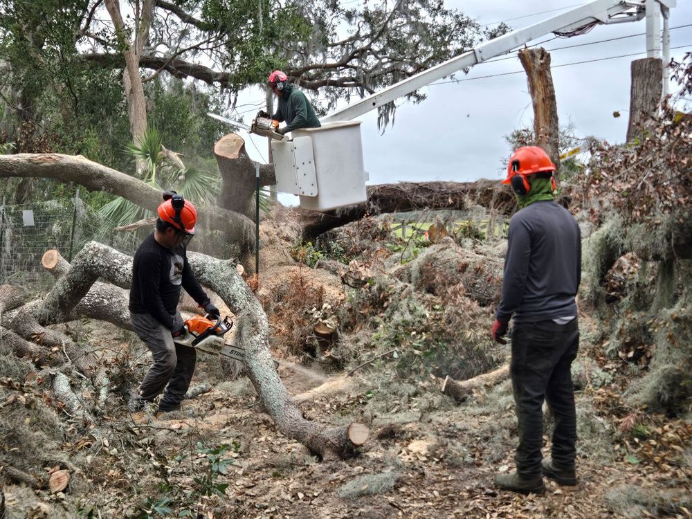 Tree Removal for A-1 Arbor Tech in Groveland, FL