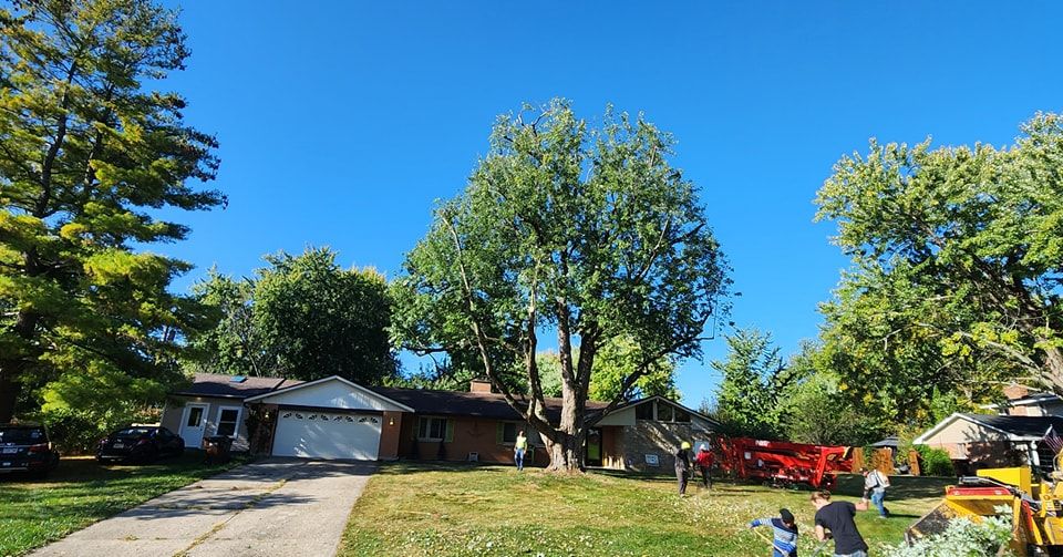 Tree Trimming and Removal for F & F Tree Service in Beavercreek, OH