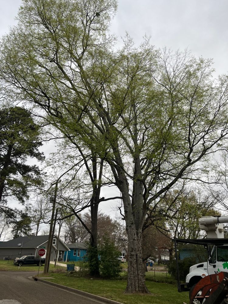 All Photos for JC Land and Tree Service in Kilgore, TX