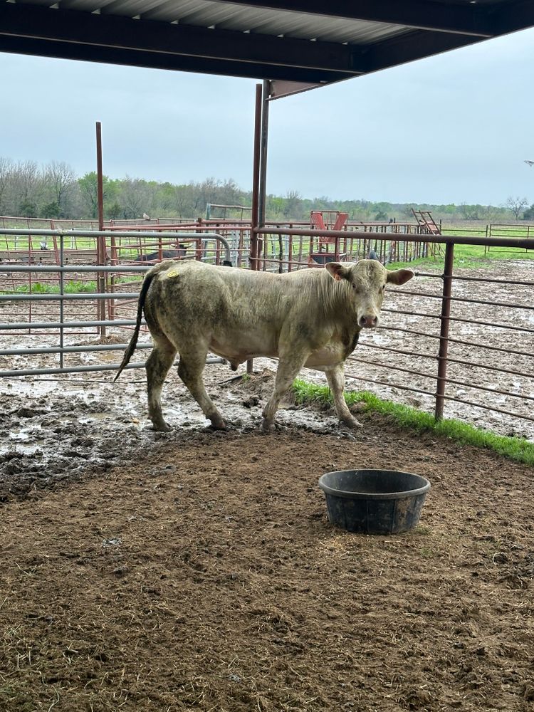 Concrete slabs for T & C Metal Builders in Northeast, TX