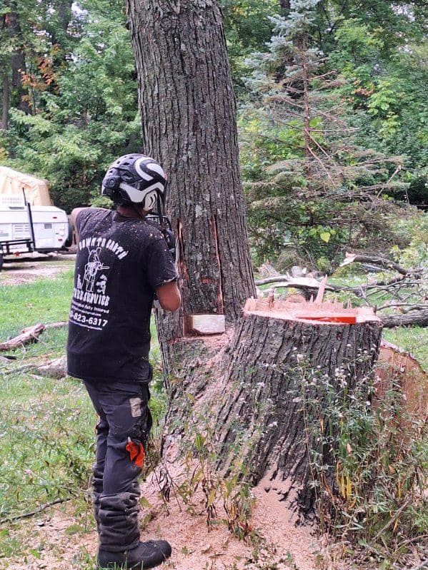 Tree Removal for Down To Earth Tree Service, LLC in Olmsted Falls, OH