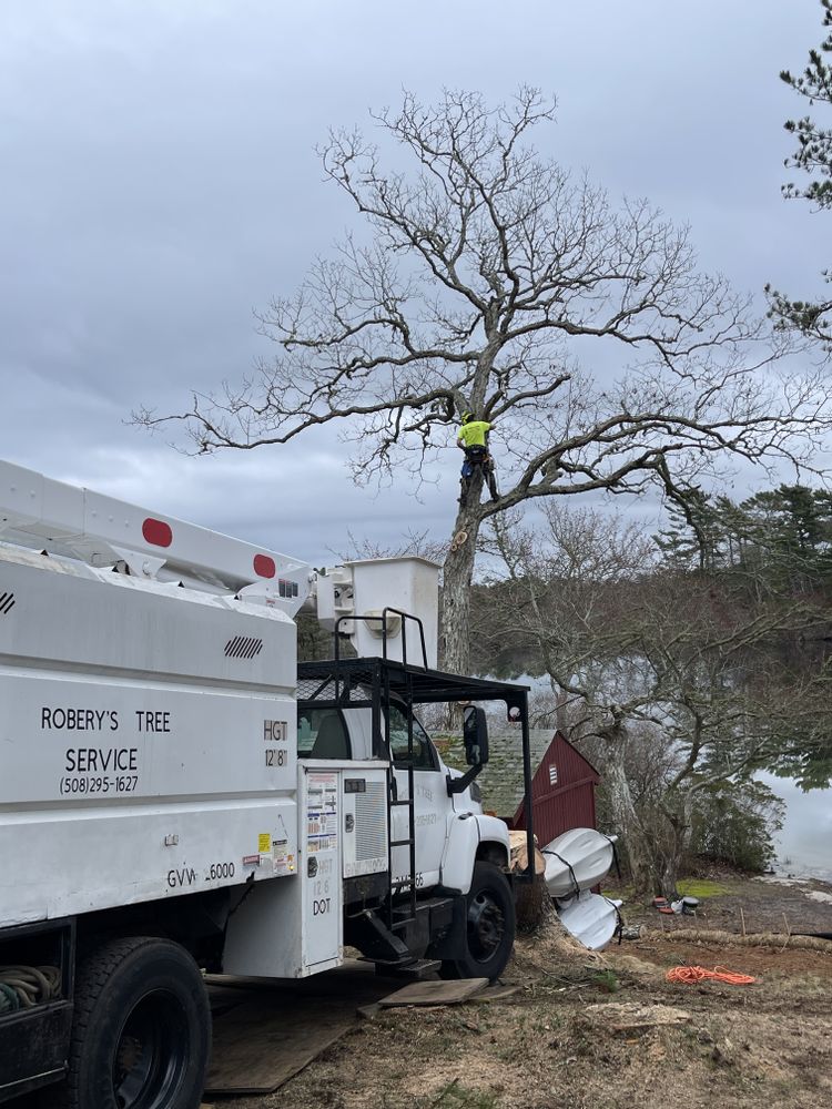 Tree Removal for Robery's Tree Service in West Wareham, MA