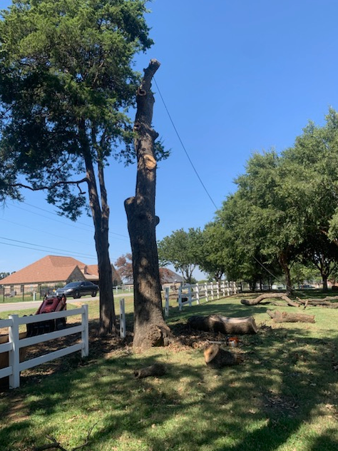 All Photos for Teague Trees and Land Clearing in Rendon, TX