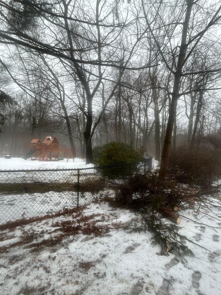 All Photos for DC TREE in Vernon, CT