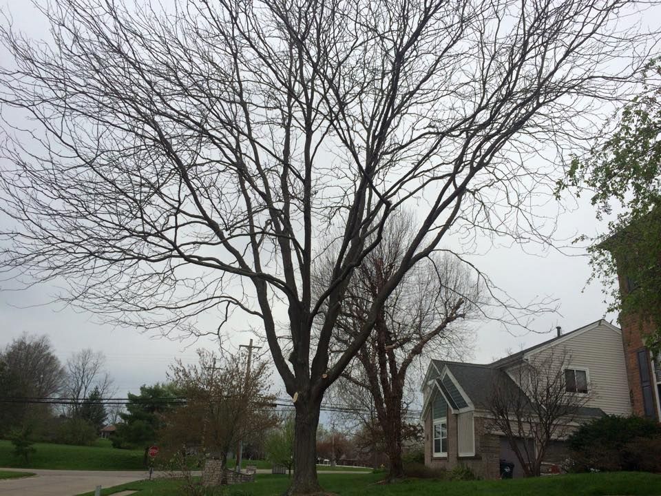 Tree Removal for Precision Tree Service, Inc. in Ryland Heights, KY
