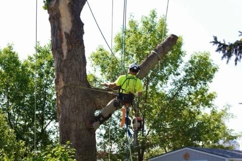 All Photos for Clean Cut Tree Service in Gillette, WY