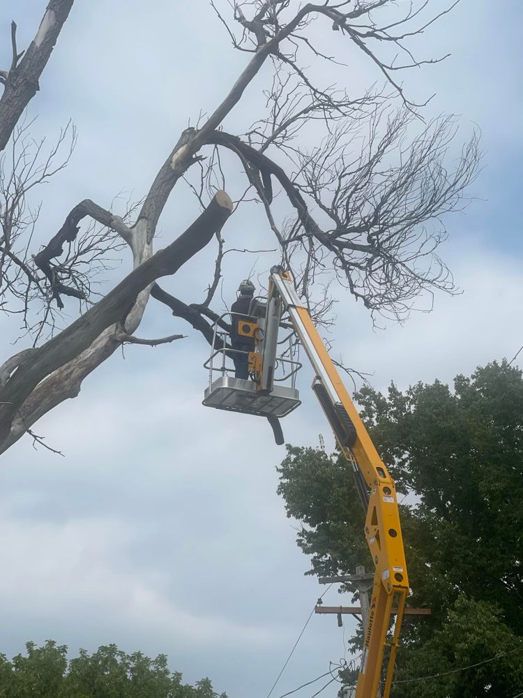 Brush & Tree Removal for M&N Fencing in Crook, CO