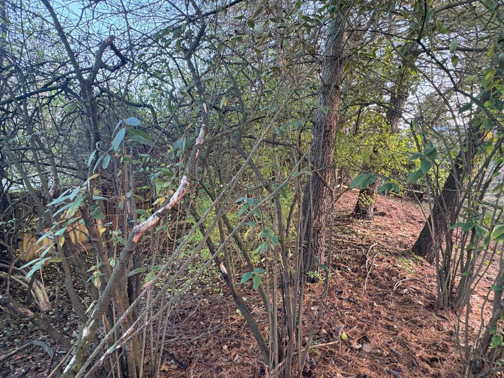 All Photos for Dig-It Tree Company in Mason, OH