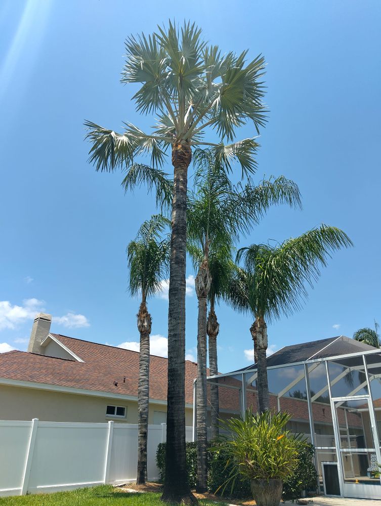 All Photos for Bills Tree Service in Valrico, FL