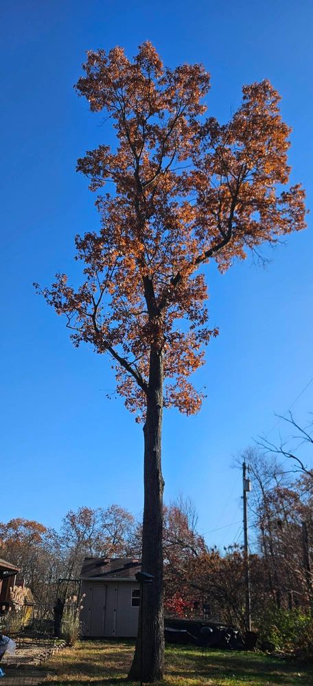 All Photos for Highborn Tree Service in Wheatfield, IN