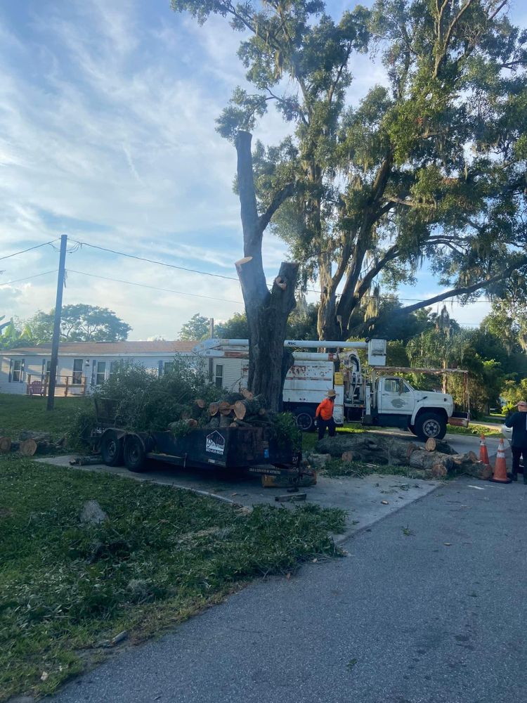 All Photos for Efficient and Reliable Tree Service in Lake Wales, FL