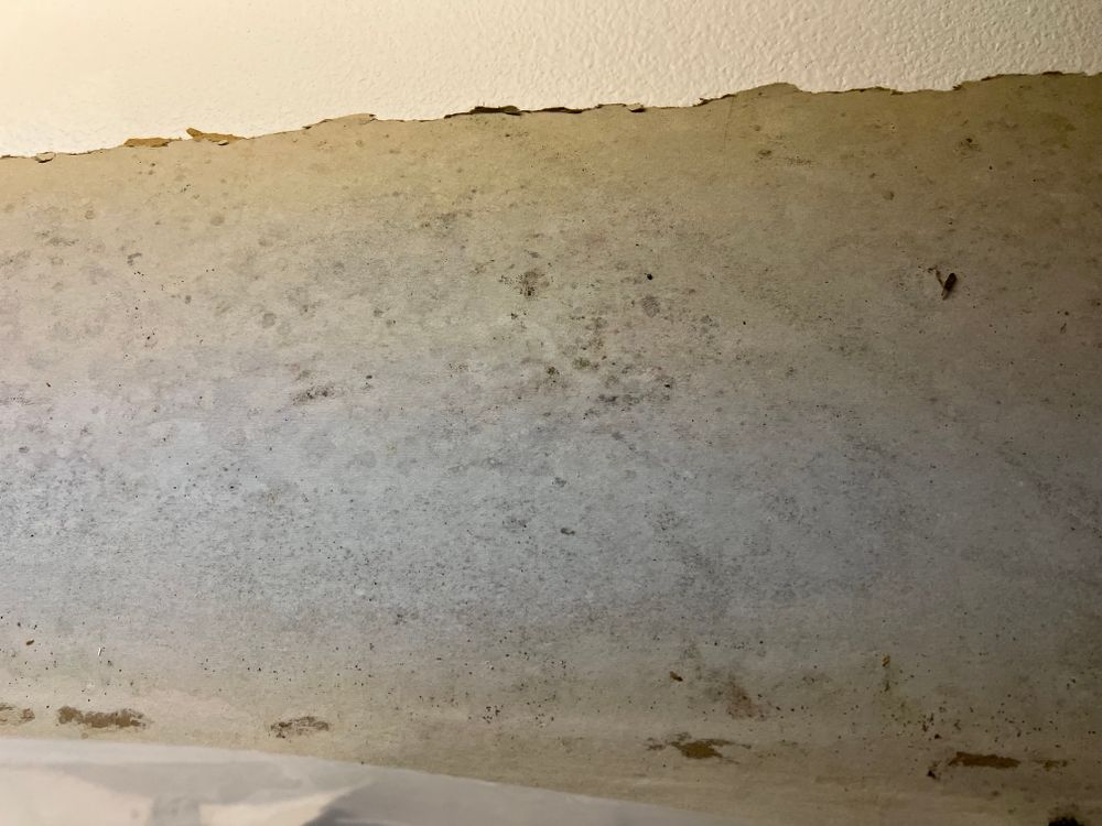 Mold Remediation for N&D Restoration Services When Disaster Attacks, We Come In in Cape Coral,  FL