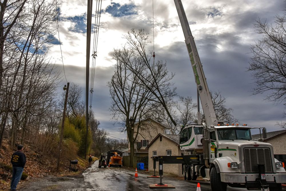 All Photos for Total Tree Service in Washington, NJ