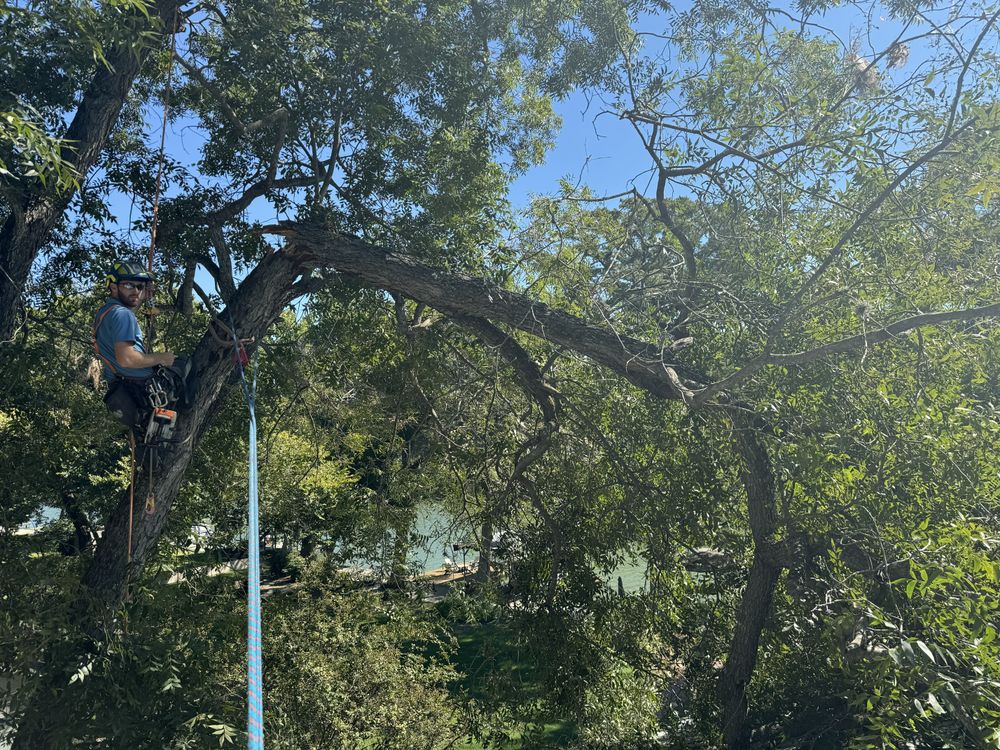 All Photos for Braun Tree Service in Floresville, Texas