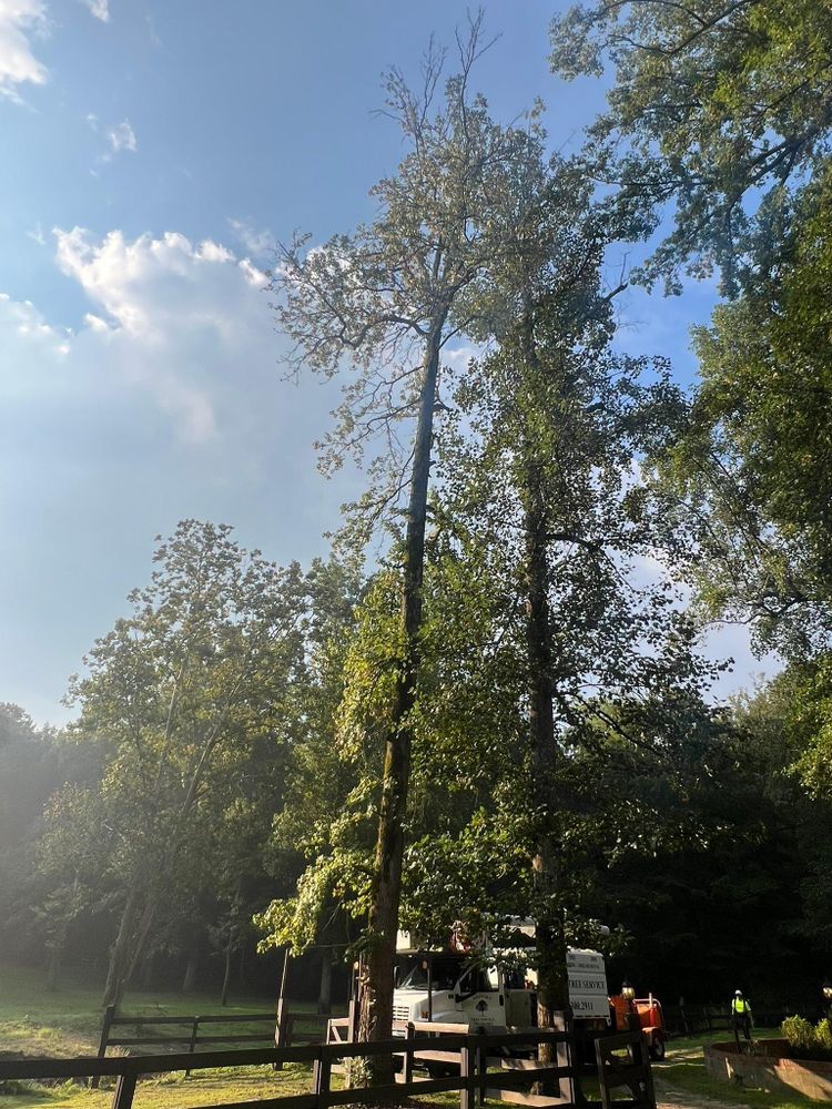 All Photos for Brooks Tree Service in Casar, NC