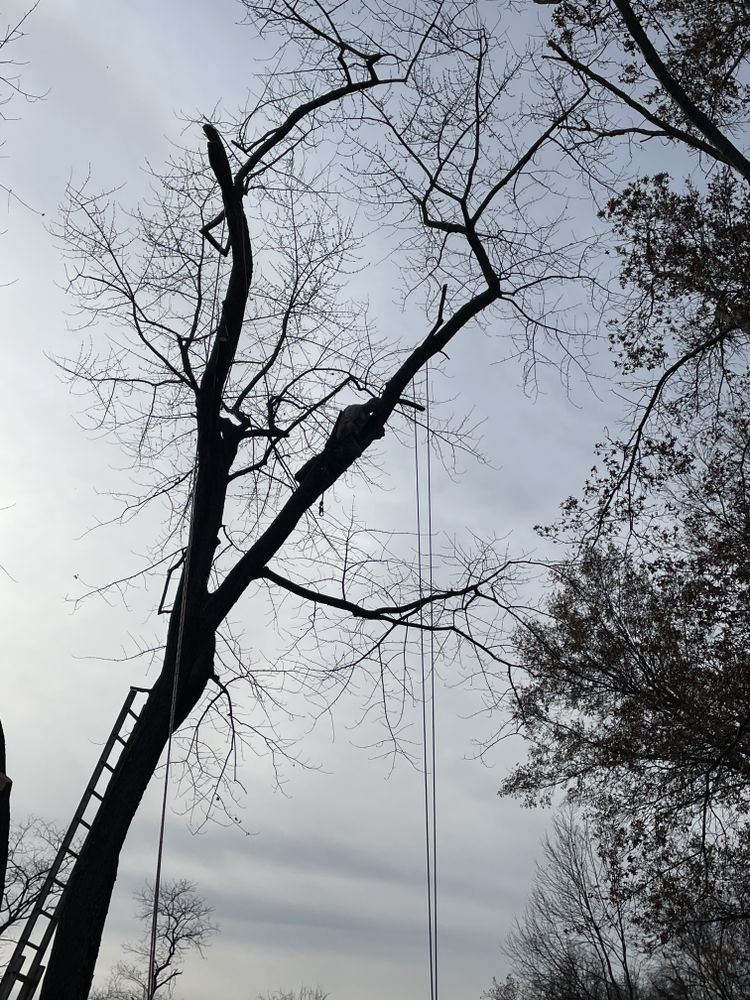 All Photos for Stinger Tree Service in Belleville, IL