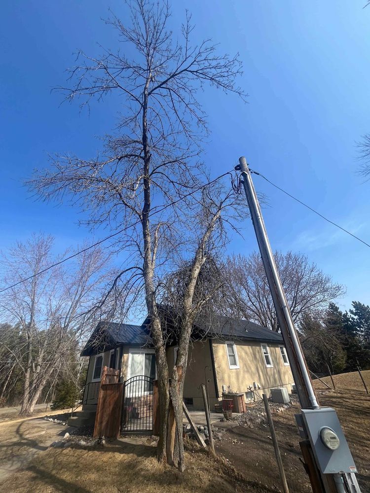 Trees for K and Z Tree Care in Andover, MN