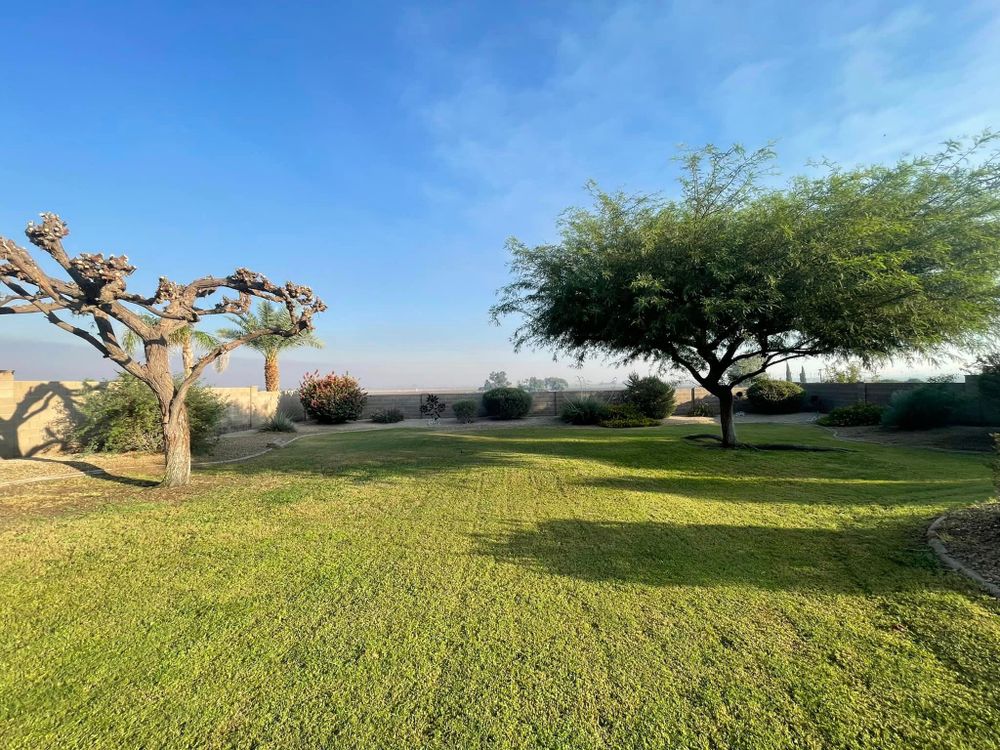 Tree Removal for Oliver L. Palm & Tree services in Yuma County, AZ