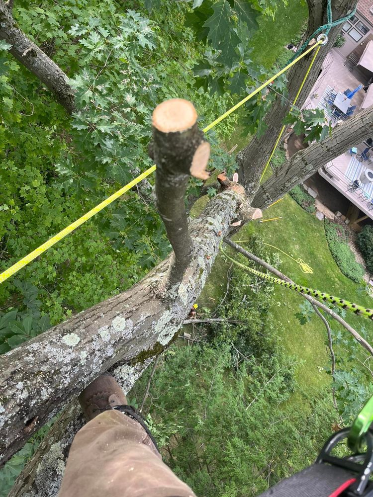 Tree Removal for J&E Tree & Excavation Services in Sandy, PA