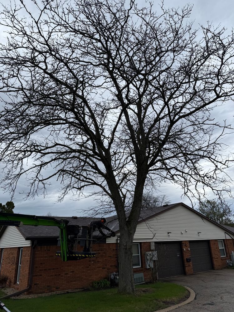 All Photos for Fransen's Tree Service  in Freeport, IL