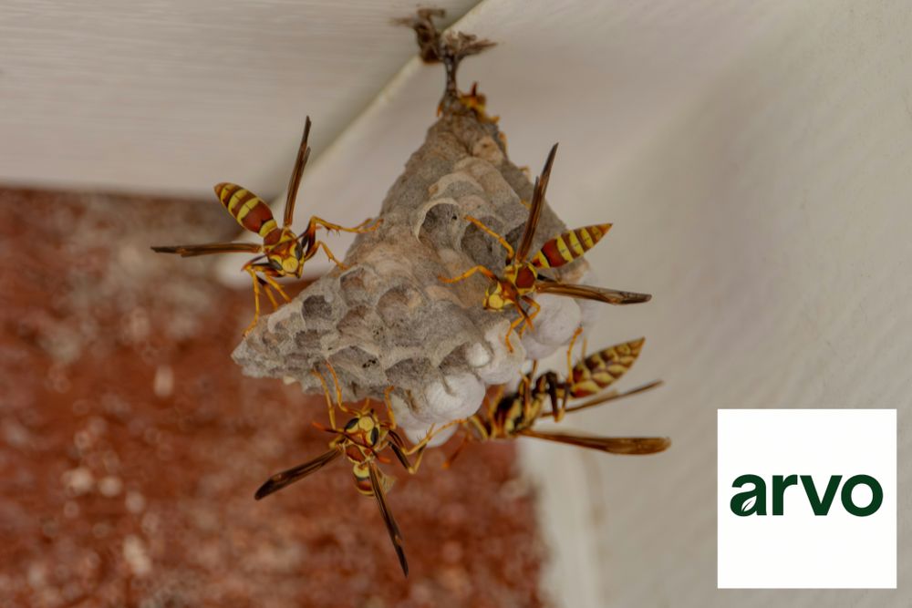 All Photos for Arvo Pest Control in Sandy, UT