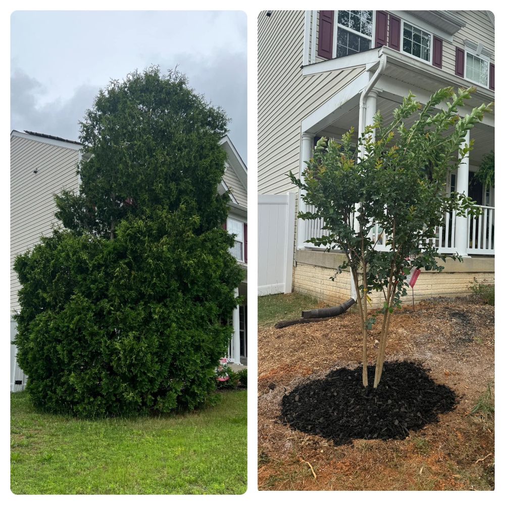 All Photos for Branch Out Tree Care LLC in Fredericksburg, VA