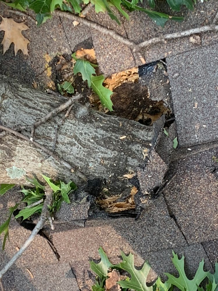 All Photos for TLC Professional Tree Service in Bedford, TX