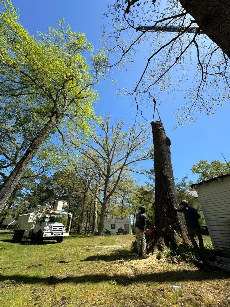 Tree Removal for Rawls Tree Care in Richmond, VA