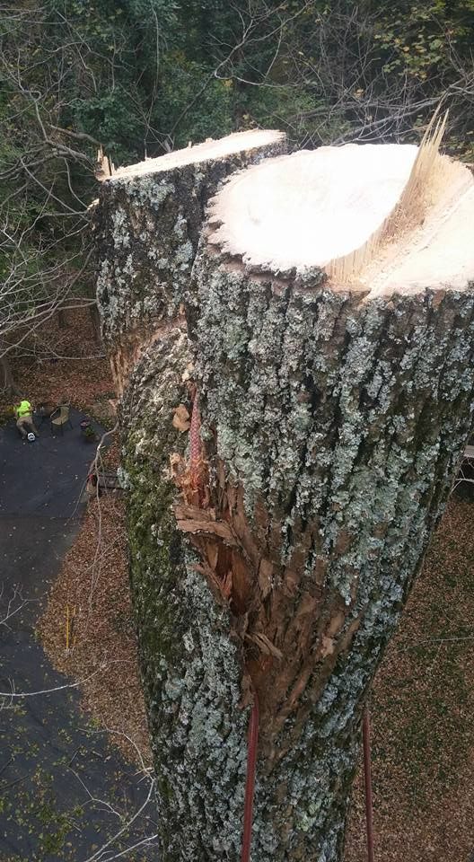 Tree Removal for Lightning Tree Service in Corydon, IN