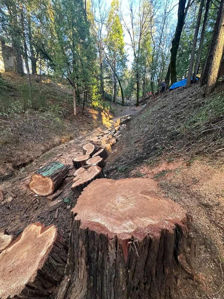 Tree Removal for Tyco Forest Management in Placerville, CA