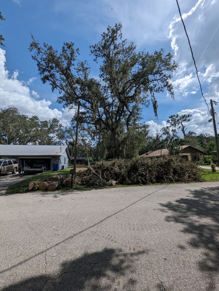 All Photos for Regal Tree Service and Stump Grinding in Wauchula, FL