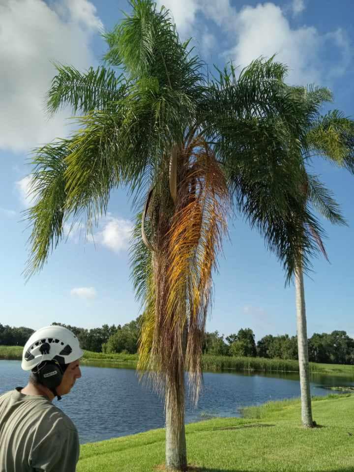 All Photos for The Family Tree Care Services LLC in Florida City, FL