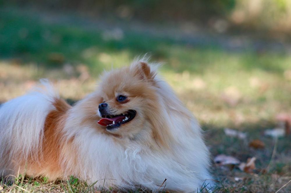 All Photos for Good Boys LLC in Irondequoit, NY