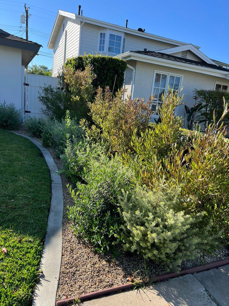 All Photos for Benito's Gardening and Tree Service  in San Juan Capistrano, CA