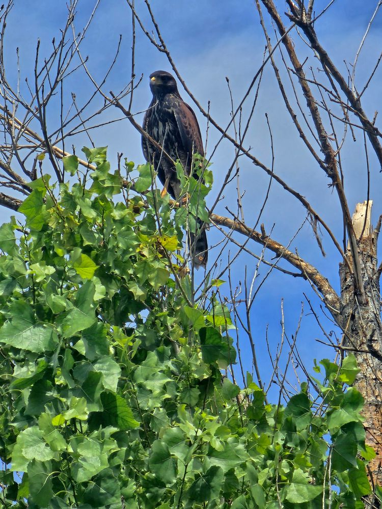 All Photos for T's Tree Service and Firewood in Apache Junction, AZ