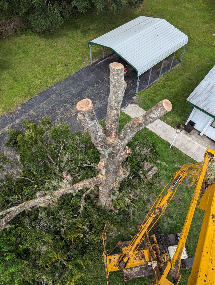 All Photos for Regal Tree Service and Stump Grinding in Wauchula, FL