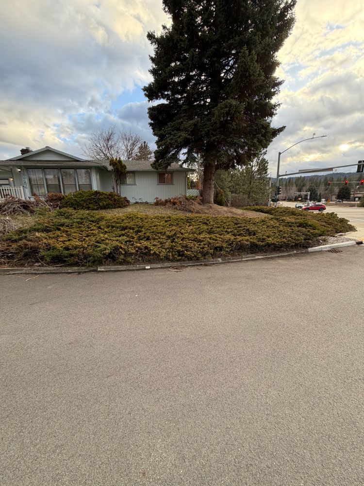 All Photos for AP Tree Service in Colbert, WA