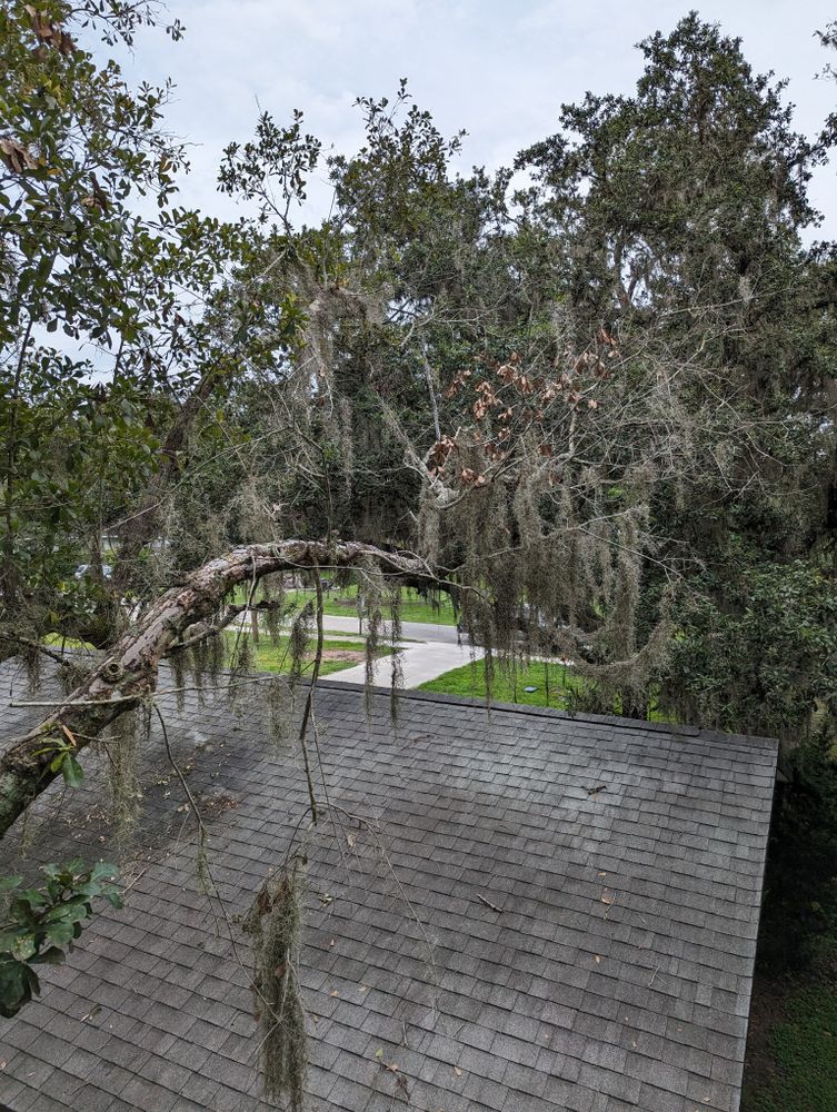 All Photos for Regal Tree Service and Stump Grinding in Wauchula, FL