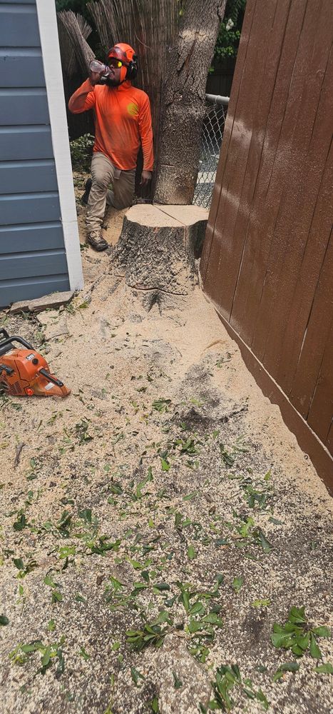 All Photos for Servin's Tree Care  in Houston, TX
